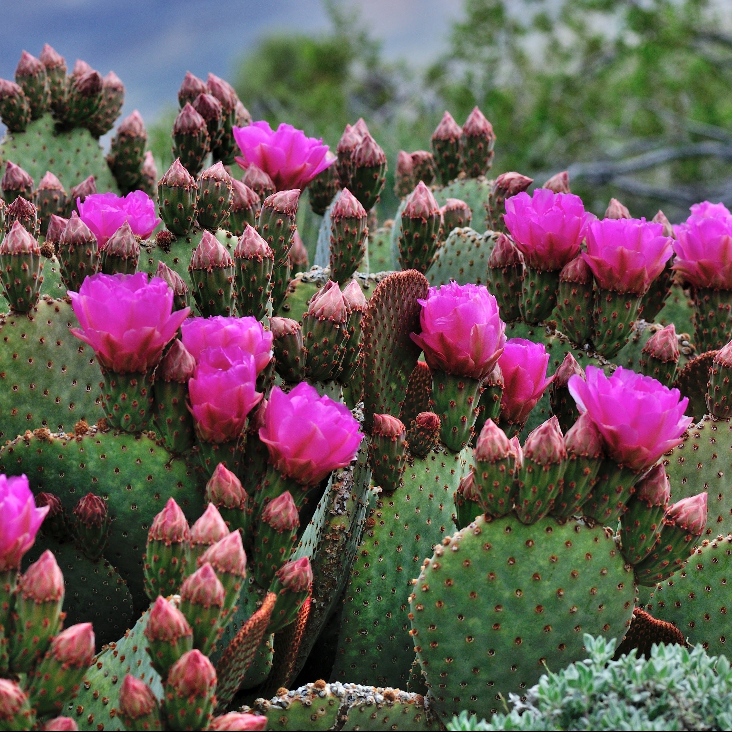Huile aromatique - Fleur de cactus